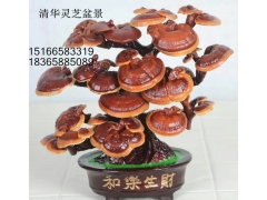 灵芝干体观赏盆景图2