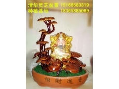 灵芝干体观赏盆景图3