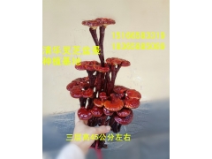 灵芝干体观赏盆景图1