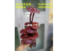 灵芝干体观赏盆景图2