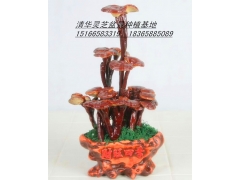 灵芝干体观赏盆景图3