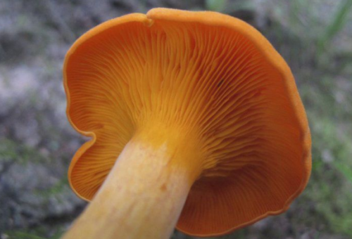 Mushrooms having best season in dec