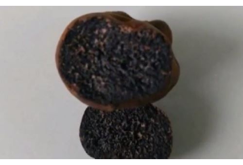 임실서 발견된 버섯 진짜 ‘송로버섯’이면