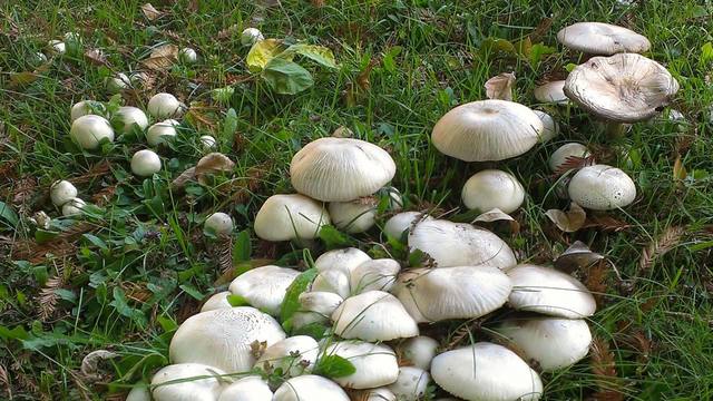 backyard-mushrooms-generic-_1540242480200_59853006_ver1.0_640_360