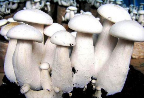 Steps to grow Milky Mushrooms at Home