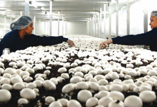 Mushroom farming: The agribusiness of th