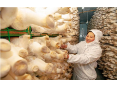 食用菌架_古田蘑菇架_食用菌架厂家供应商销售-中金丝网图2