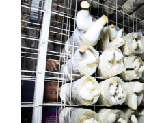 食用菌架_古田蘑菇架_食用菌架厂家供应商销售-中金丝网图1