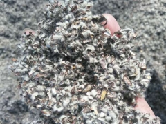 夏津县棉籽壳、棉籽皮、厂家常年大量供应出货图1