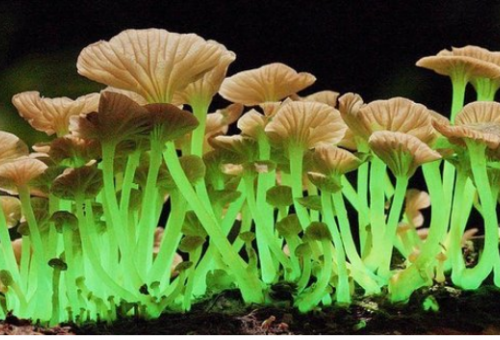 Mushroom Enthusiasts to Host Renowned Ph