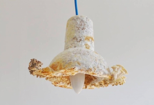 These mushrooms really are MAGIC as they