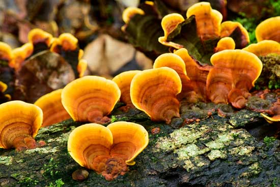 wild-mushrooms-jpg
