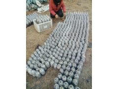 天麻蜜环菌种种植，天麻种植指导图1