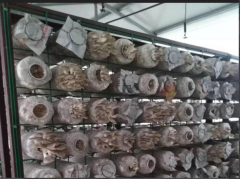 蘑菇网片A泮洋蘑菇网片A蘑菇网片厂家价格图3