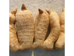 天麻种植蜜环菌种子，到河南毛沟天麻种植基地图1