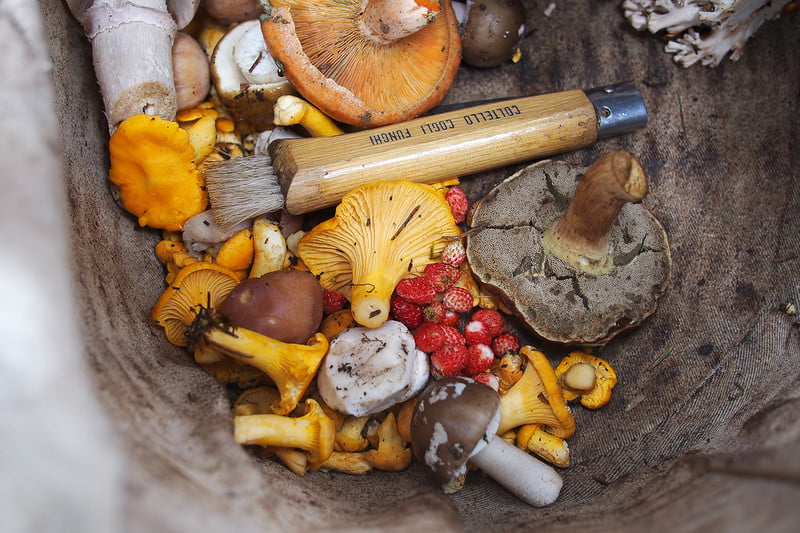 foraging-mushrooms-basket-800<em></em>x800