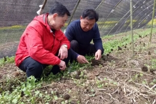 帶民致富不老心——記隨縣羊肚菌產(chǎn)業(yè)首席技術(shù)顧問羅信昌 ()