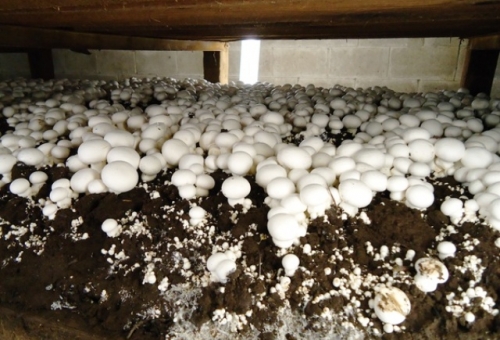 Mushrooming Mushrooms in Manipur through