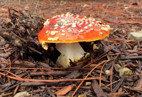 On the hunt for wild mushrooms