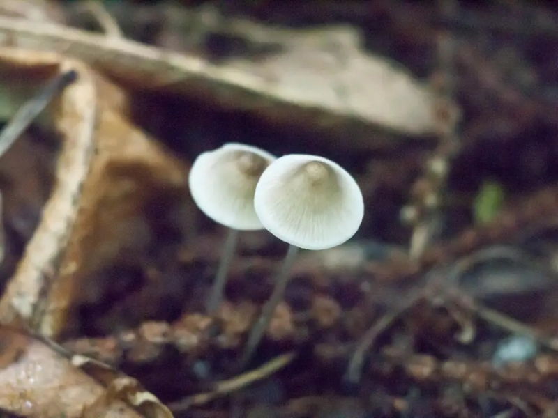 magic-mushrooms.webp
