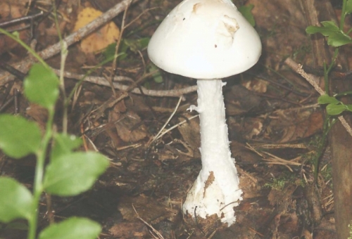 2018 was a banner year for mushrooms; fo