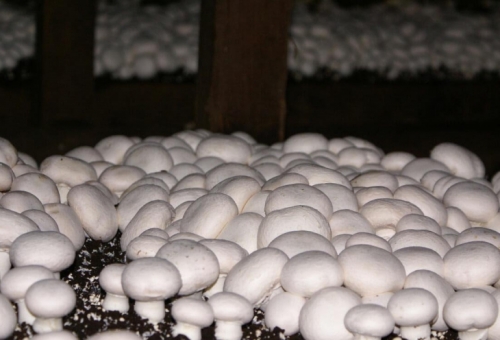 Mushroom industry a driving factor in st