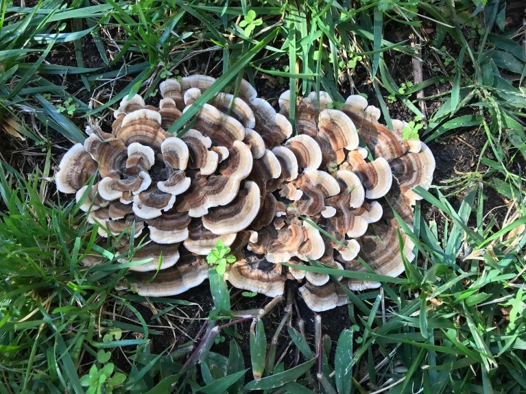 Trametes-versicolor-Turkey-Tail-.webp