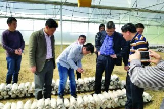 河源市連平縣金龍村 小小食用菌撐開“致富傘” ()