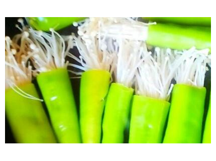 给金针菇带个小帽子,原来金针菇还能这样吃