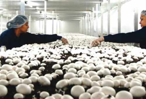 Mushroom are alternatives to red meat, c