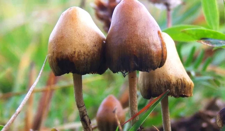 mushrooms.webp