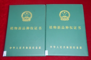 第十一批農(nóng)業(yè)植物新品種保護(hù)名錄公布 多個(gè)食藥用菌品種入選 ()