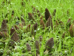 农户直货羊肚菌鲜货、干货图1