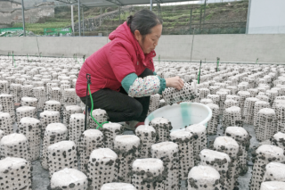 仁懷綏陽(yáng)打造食用菌種植基地 ()