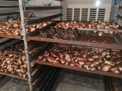 意斯空气能食用菌烘干机图1