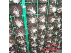食用菌出菇网格 蘑菇网片 发菇房菌架等图3