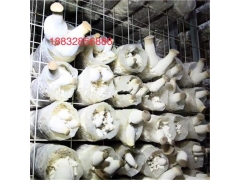 杏鲍菇专用网格网片生产厂家图1