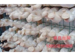 杏鲍菇专用网格网片生产厂家图3