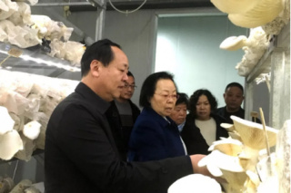 中国农科院张金霞团队与河南世纪香公司强化合作 以白灵菇为主的珍稀食用菌品种选育及生产加工技术开发进展顺利