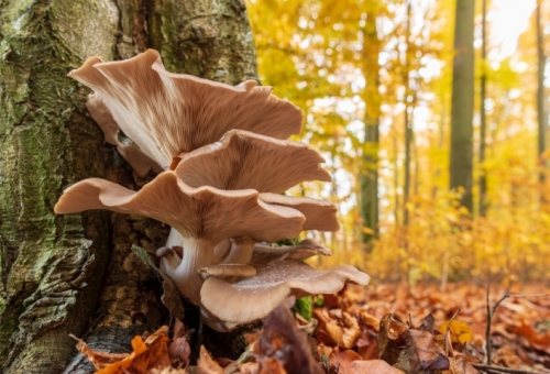 Mushrooms Clean Up Toxic Mess, Including