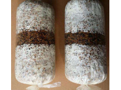 山东冠县灵芝养殖图1