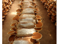 山东冠县灵芝养殖图2