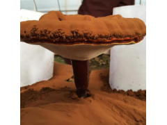 灵芝破壁孢子粉图1