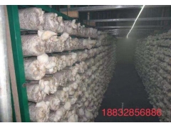 食用菌大棚网架生产厂家图1