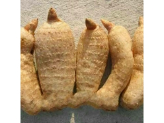 天麻种子，蜜环菌图1