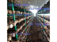 香菇培育架子 养殖香菇菌架图1
