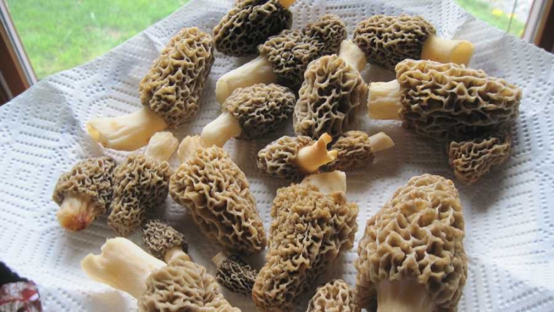 morels-490239-1920-1554750051