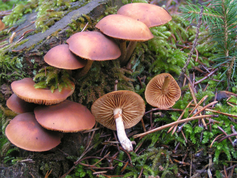 Edible-Fungus-Edible-Products-Market