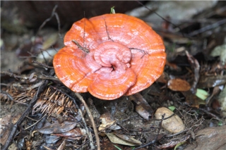 靈芝、鐵皮石斛有國(guó)際標(biāo)準(zhǔn)了！農(nóng)殘重金屬等指標(biāo)被明確規(guī)范 ()