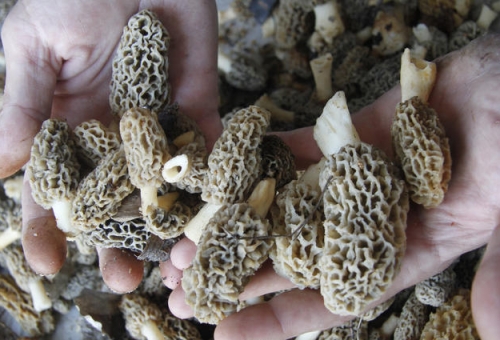 Missouri mushroom hunters are having